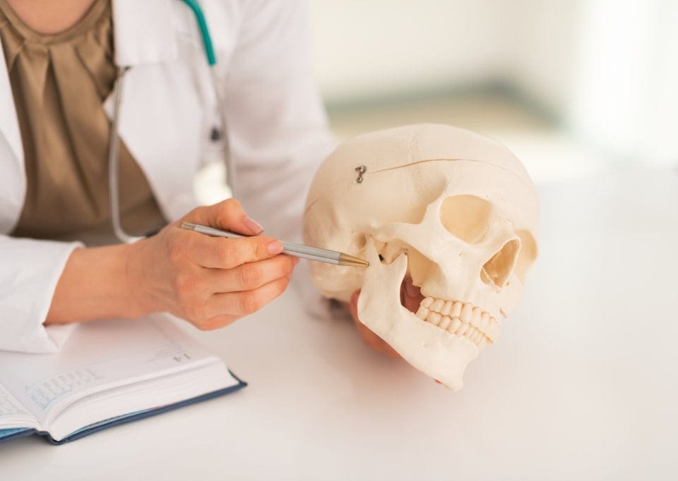 anatomie-mensch-kopf-schaedel-arbeitsschutz-psa.jpeg